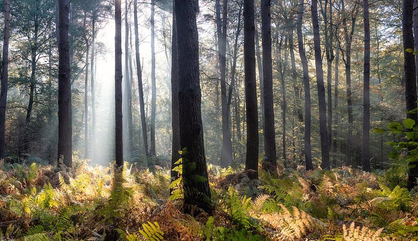 Herfst 2018 deel 7 von Bart Ceuppens