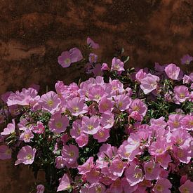 Summer Bloom van sofie van den Nouland