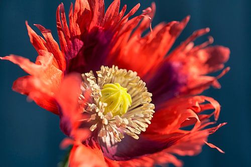 Papaver bloem
