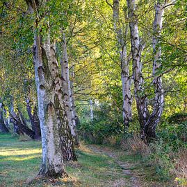 Oktoberbirken von Ostsee Bilder