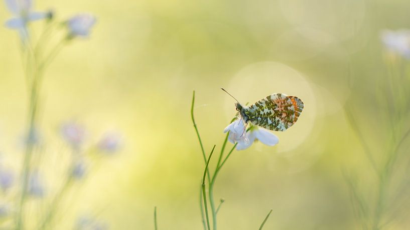 orange tip by Ria Bloemendaal