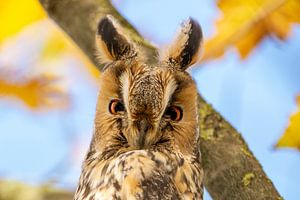 Langohr-Eule in einem Baum an einem Herbsttag