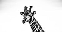 Giraffe in zwart en wit