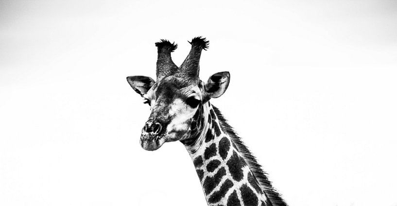 Giraffe in zwart en wit von Marit van de Klok