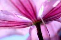 Roze lelie