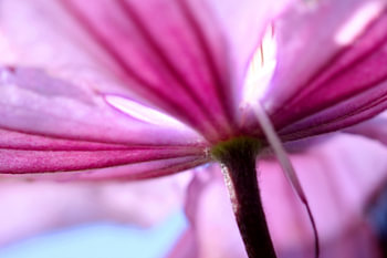 Roze lelie