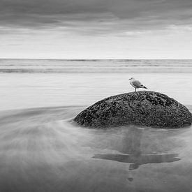 Seagull by Bas Glaap