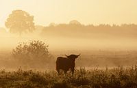 Beef in morning glory by Hans Koster thumbnail