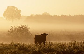 Beef in morning glory by Hans Koster