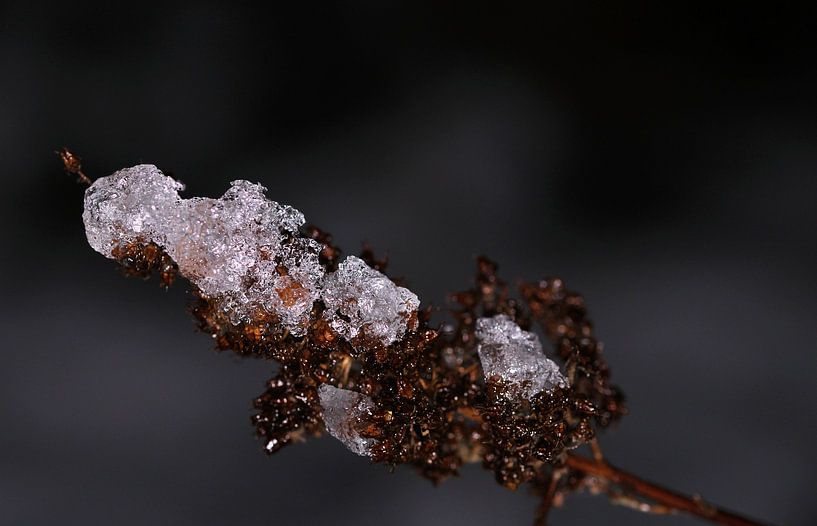 Half-melted snow on effaced branch by Bram van den Berg