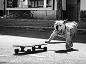 ... dogs just want to have fun ..., Claudia Leverentz by 1x thumbnail