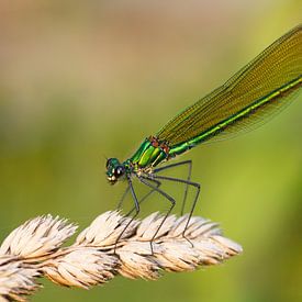 Lestidae sur Leon Buijs