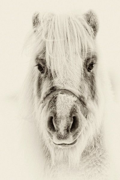 Poney B&amp;W by Renald Bourque