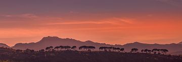 Line of trees against a mountain range in a sunset