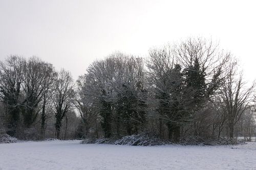 Eiken met klimop in de sneeuw