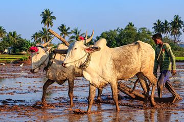 Rice farmer traditional ploughing - Karnataka by resuimages