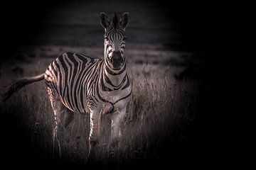 Zebra kijkend naar de camera. van Gunter Nuyts