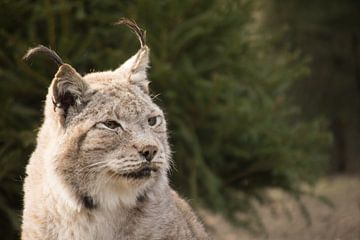 Ontmoeting met de majestueuze lynx van John Dolleman