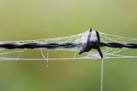 Ingepakt van ton vogels thumbnail