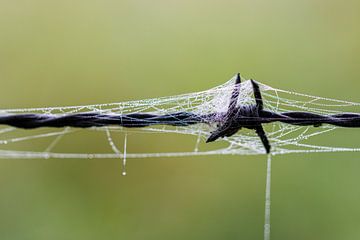 Ingepakt van ton vogels