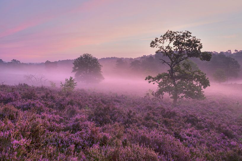 In a purple haze von Francois Debets