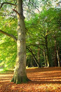 Oktoberbuche sur Ostsee Bilder