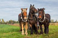 Trekpaarden ploegen van Bram van Broekhoven thumbnail