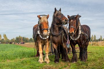 Draught horses plough by Bram van Broekhoven