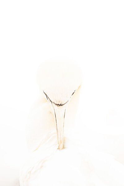 Gannet cleaning feathers by Nanda Bussers
