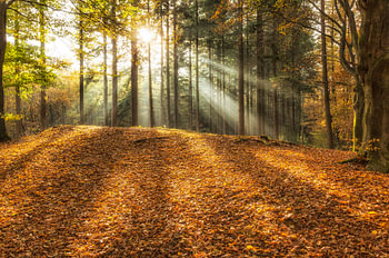 Lichtstrahlen zwischen den Bäumen an einem schönen Herbsttag im Speulderbos