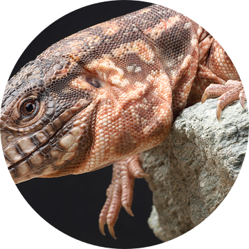 Rode Teju (Salvator rufescens)