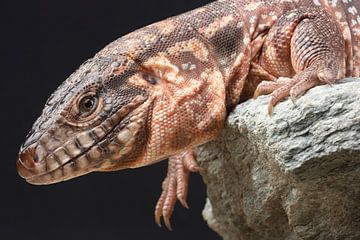 Rode Teju (Salvator rufescens) van Ronald Pol
