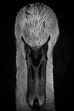 swan portrait black and white by Nienke Bot