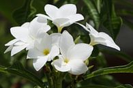 witte oleander bloemen von Frans Versteden Miniaturansicht