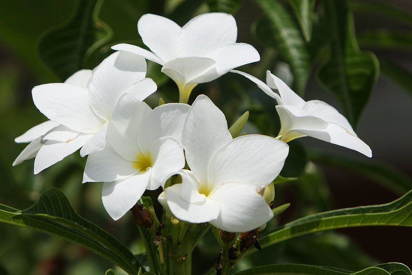 witte oleander bloemen von Frans Versteden