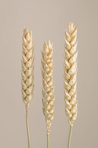 Landelijke eenvoud: Drie tarwe halmen