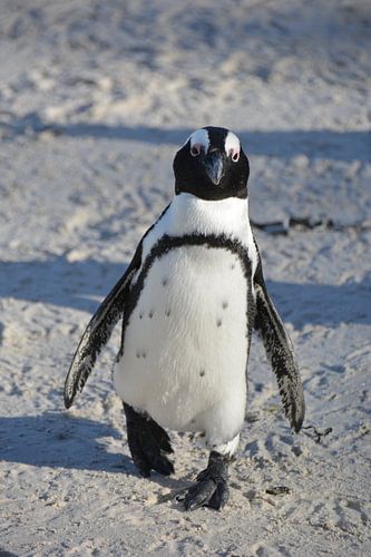 Guitige Pinguïn bij Boulders Beach, Kaapstad, Zuid-Afrika