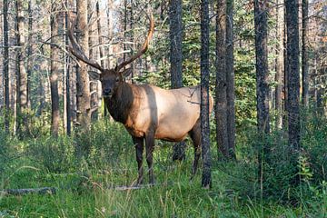 Wapiti (Cervus canadensis) van Alexander Ludwig