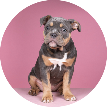 Old english bulldog puppy in roze achtergrond van Leoniek van der Vliet