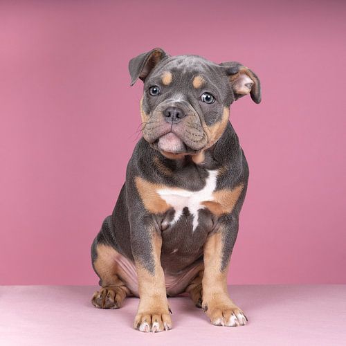 Old english bulldog puppy in roze achtergrond