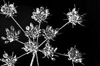  bloemen tak zwartwit