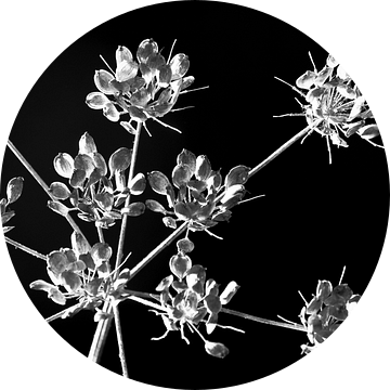  bloemen tak zwartwit van Caroline van Sambeeck