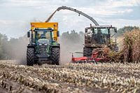 Maize chopping autumn 2022