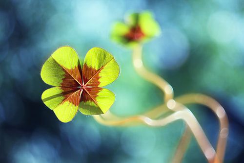 Lucky clover