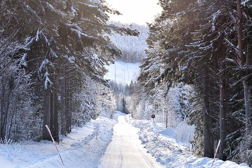 Lapland road