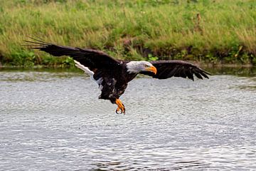 bald eagle boven het water van gea strucks