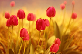 Tulpen im Sonnenlicht