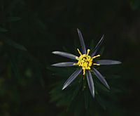 Aster sedifolius Low Aster 'Nanus'