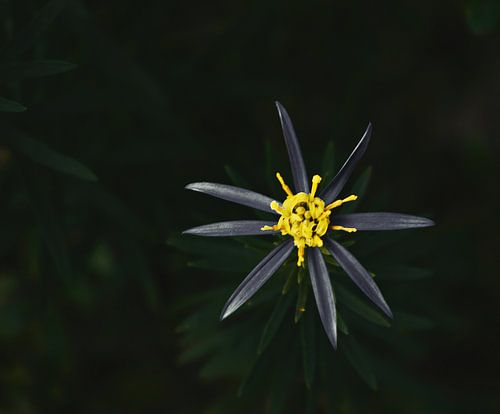 Aster sedifolius Laag Aster 'Nanus'