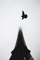 Vogels van Eiffel II